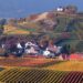 Hieb family in Ilbesheim bei Landau - Wine Village
